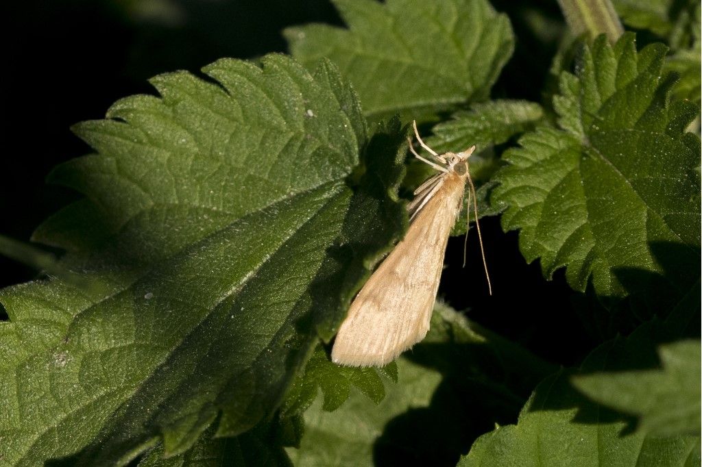 Crambidae: Ostrinia nubilalis da confermare