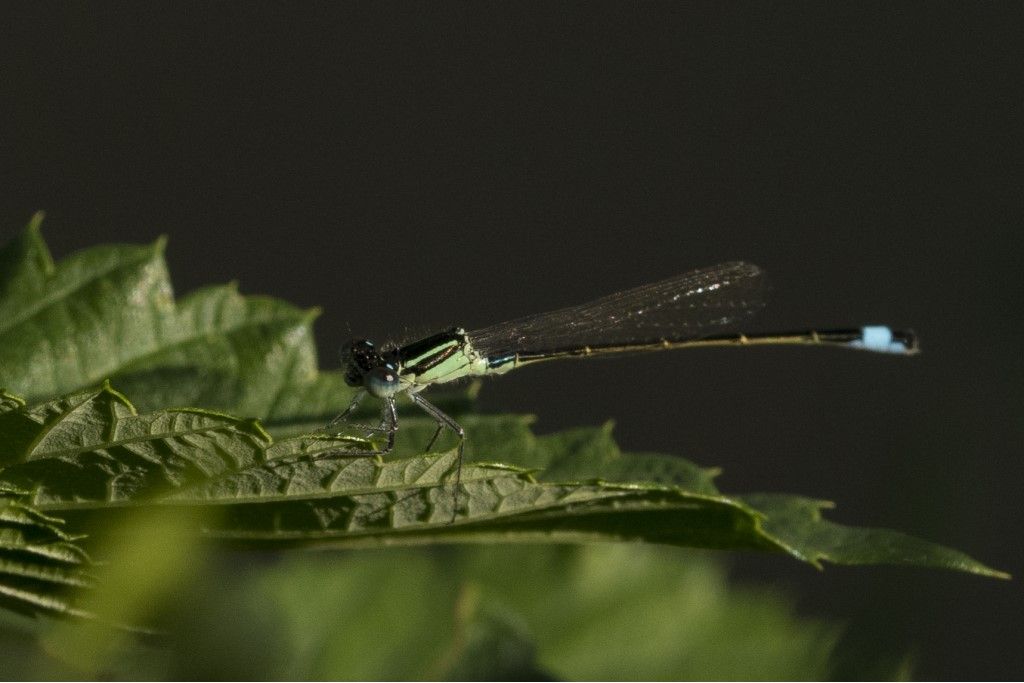 Ischnura elegans e Platycnemis pennipes