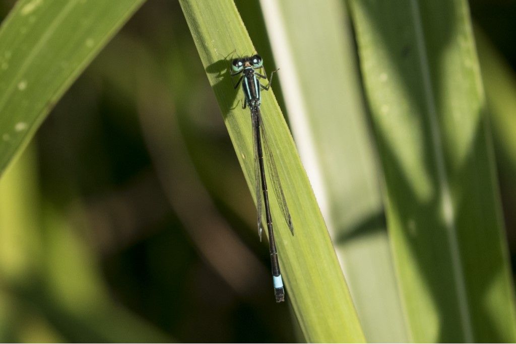 Ischnura elegans e Platycnemis pennipes