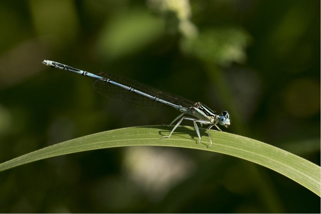 Ischnura elegans e Platycnemis pennipes