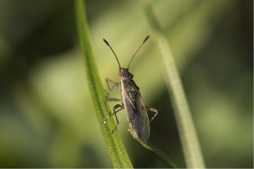 Rhopalidae: Agraphopus lethyerryi (cfr.)