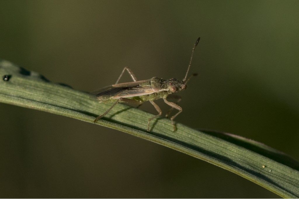 Rhopalidae: Agraphopus lethyerryi (cfr.)