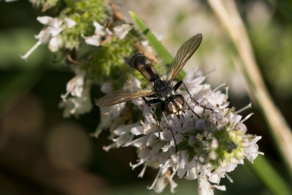 Tachinidae: Cylindromya sp.