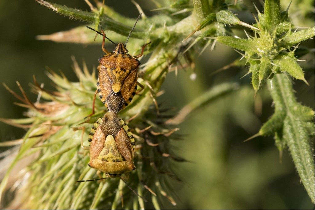 Carpocoris pudicus ?  No, Carpocoris purpureipennis