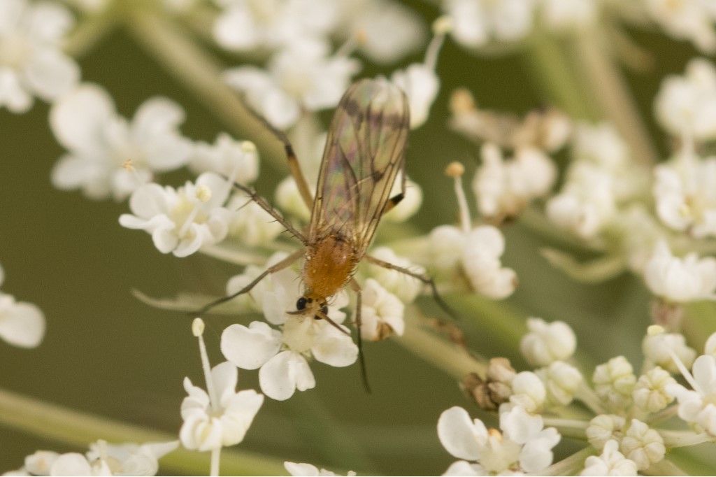 Aiuto per identificazione