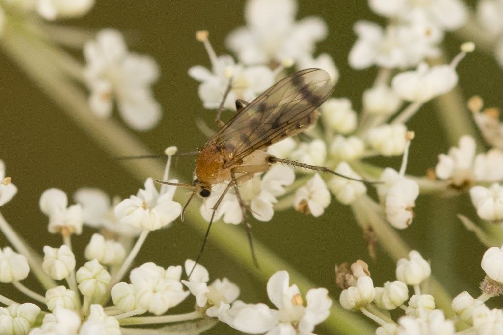 Aiuto per identificazione