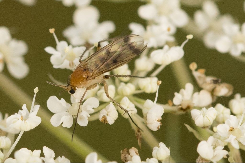 Aiuto per identificazione