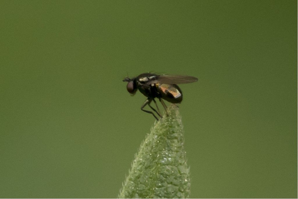 Diptera da identificare