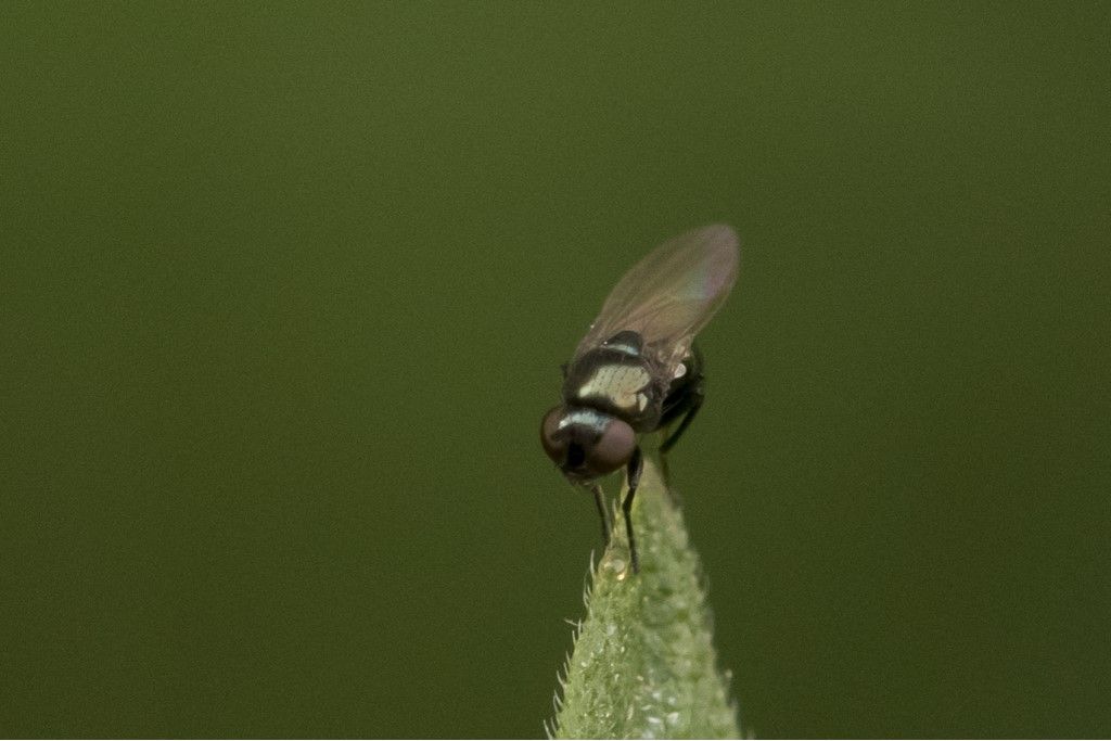 Diptera da identificare