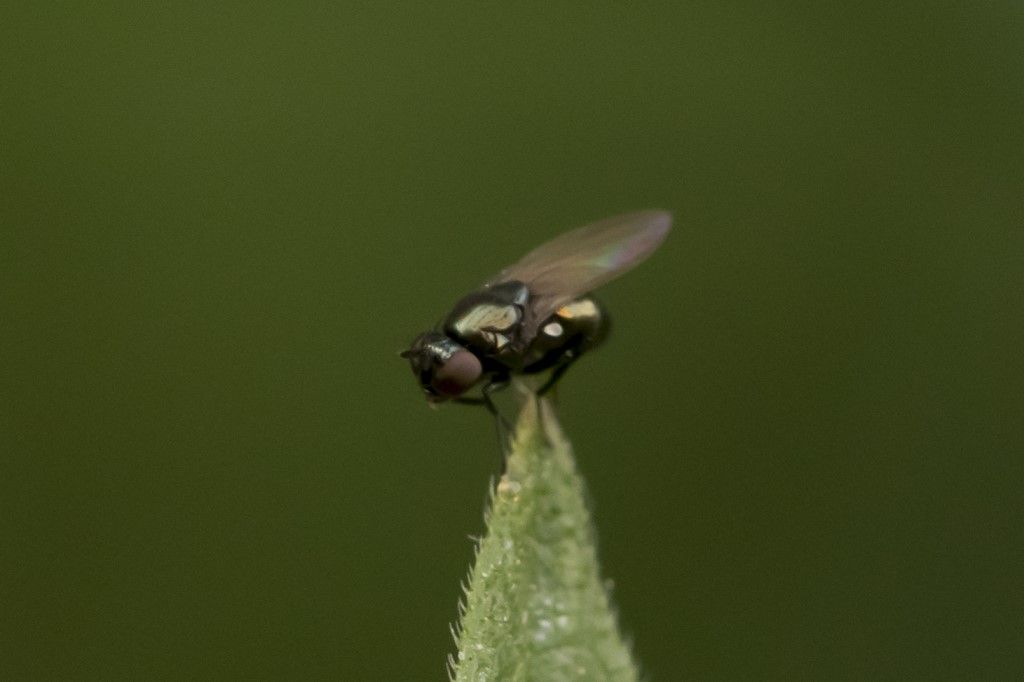 Diptera da identificare