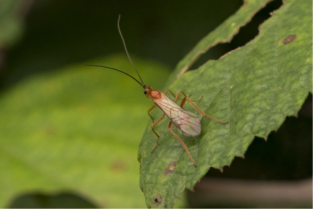 Aiuto per identificazione