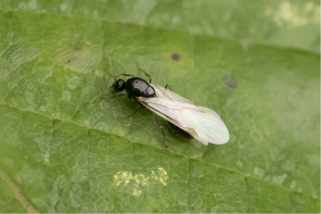 Hymenoptera Formicidae