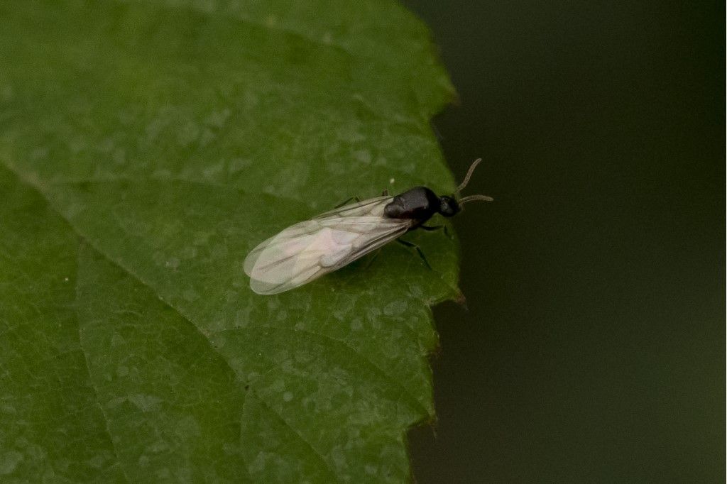 Hymenoptera Formicidae