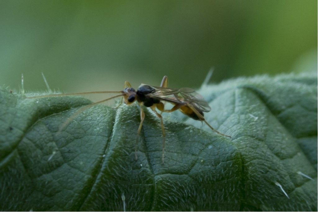 Ichneumonidae da identificare