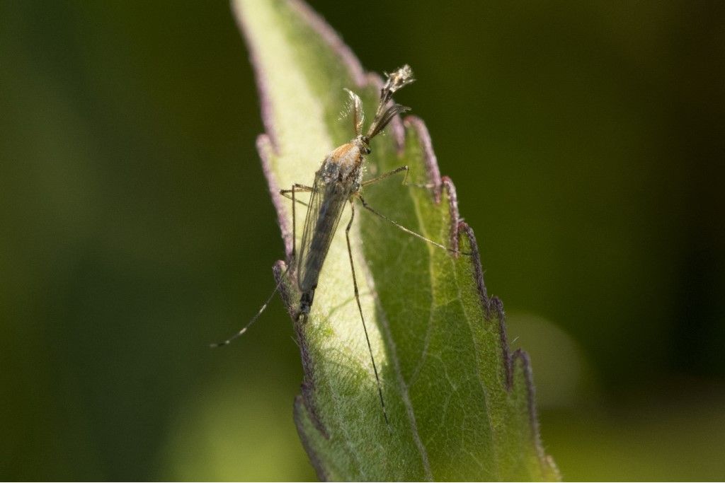 Chaoboridae - Chaoborus crystallinus ? No, Culicidae s.f. Culicinae maschio