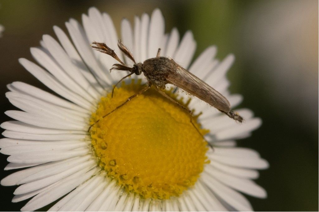 Chaoboridae - Chaoborus crystallinus ? No, Culicidae s.f. Culicinae maschio