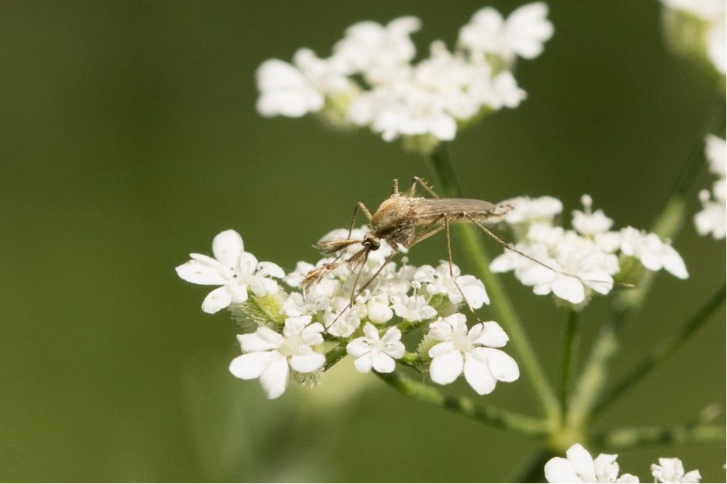 Chaoboridae - Chaoborus crystallinus ? No, Culicidae s.f. Culicinae maschio