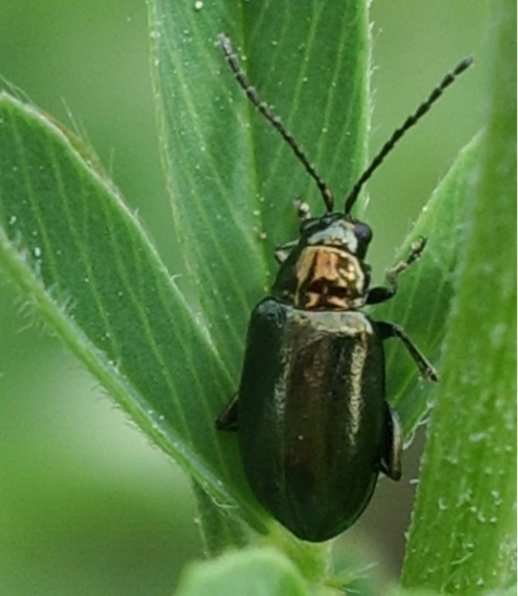 Chrysomelidae: Altica sp.