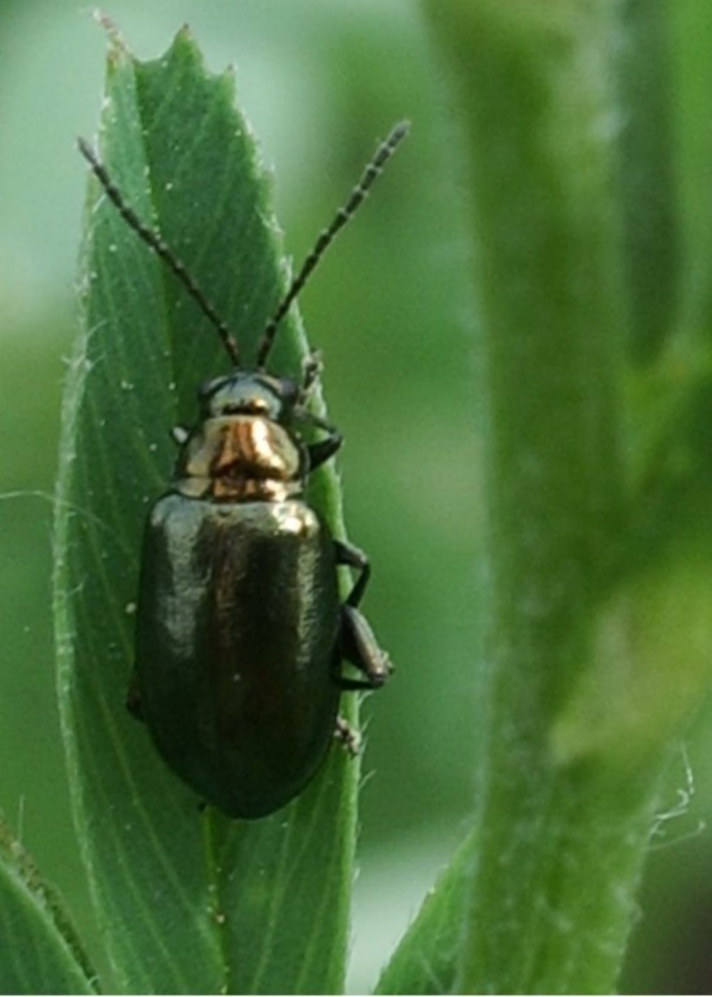 Chrysomelidae: Altica sp.