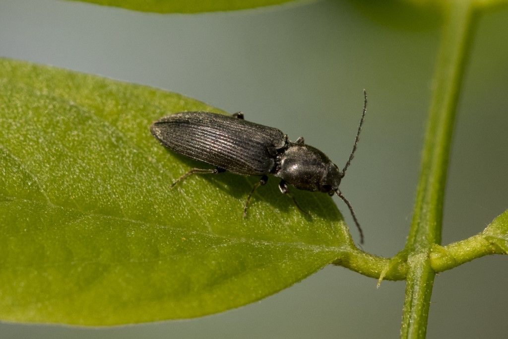 Elateridae: Dicronychus sp.