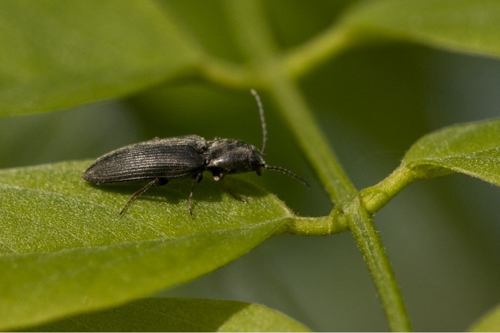 Elateridae: Dicronychus sp.