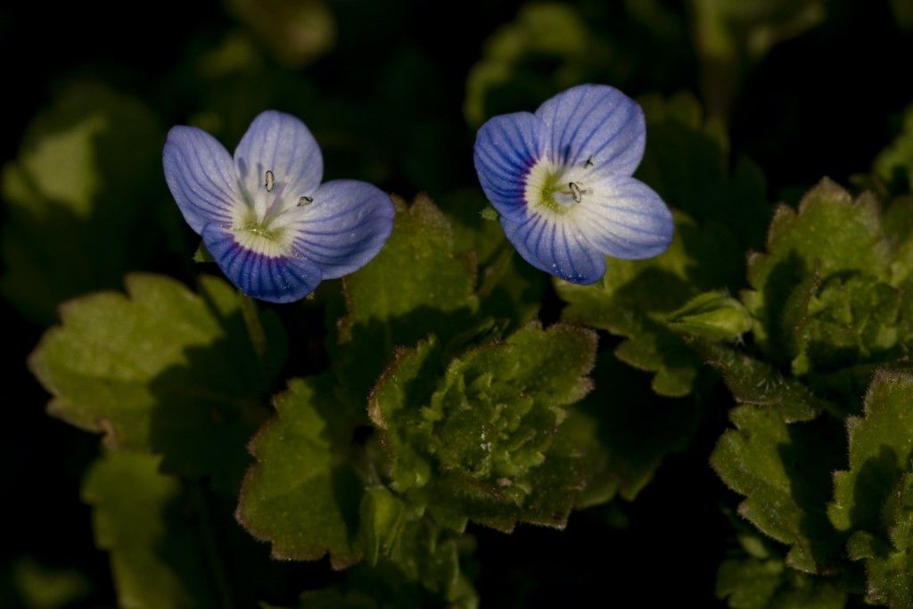 Veronica persica ?