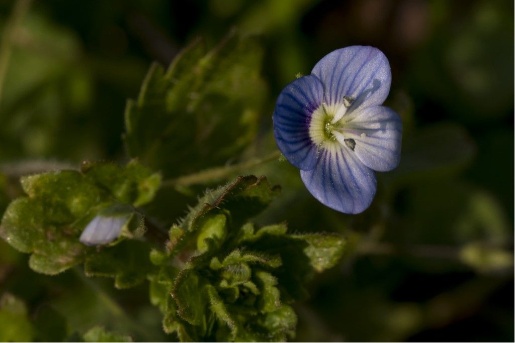 Veronica persica ?