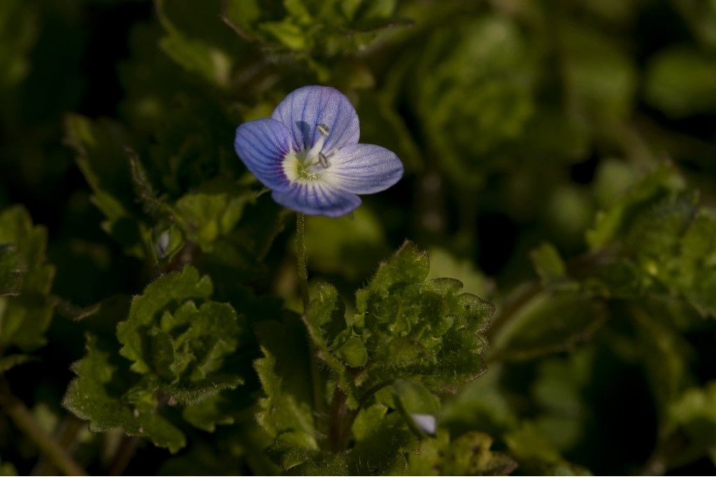 Veronica persica ?