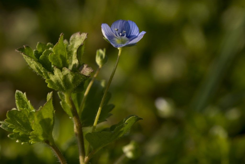 Veronica persica ?