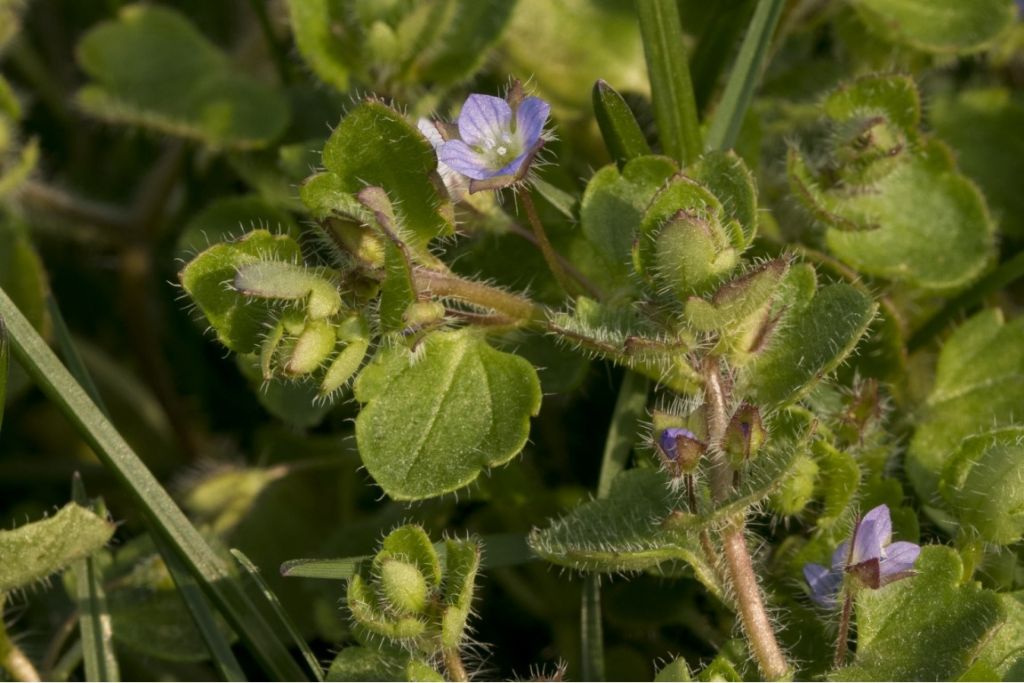 Veronica Hederifolia ?