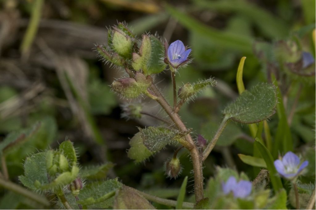 Veronica Hederifolia ?