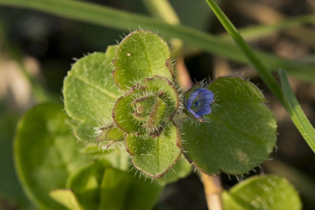 Veronica Hederifolia ?