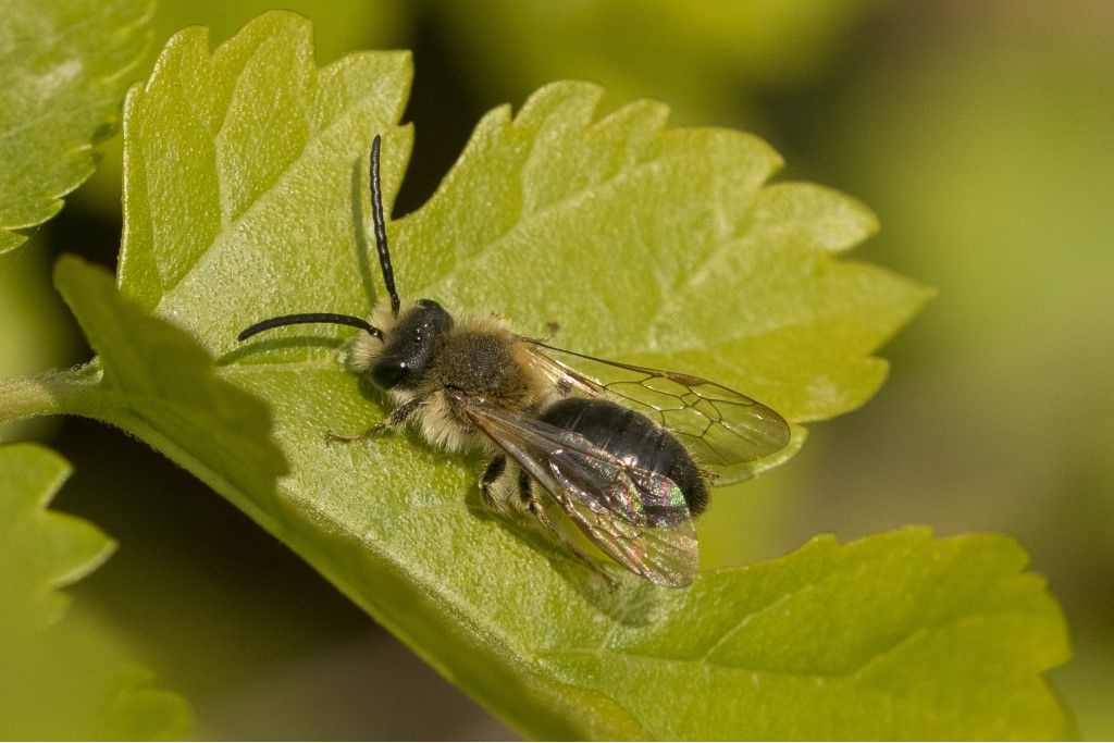 Apidae Andreninae: maschio di Andrena sp.