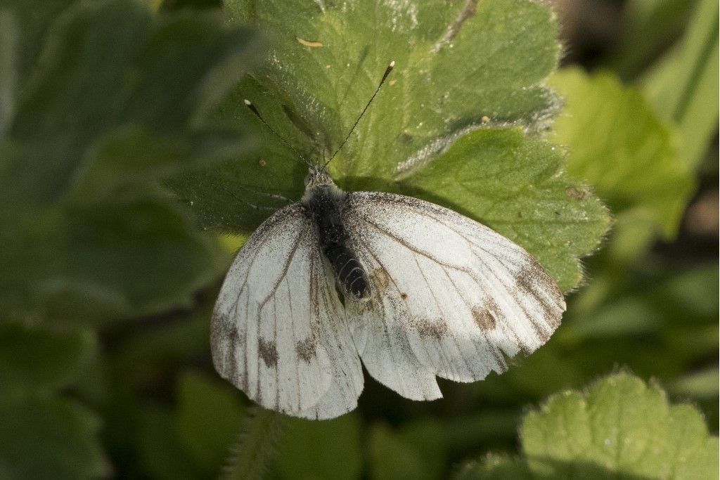 Pieris Napi ?