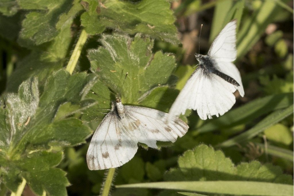 Pieris Napi ?