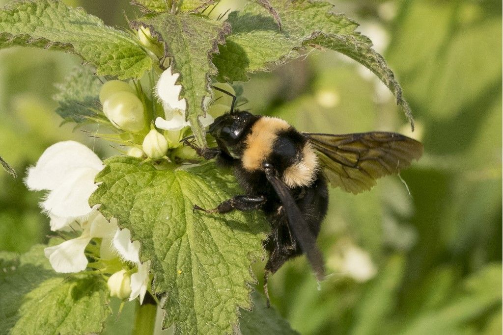 Apidae: femmina di Bombus argillaceus