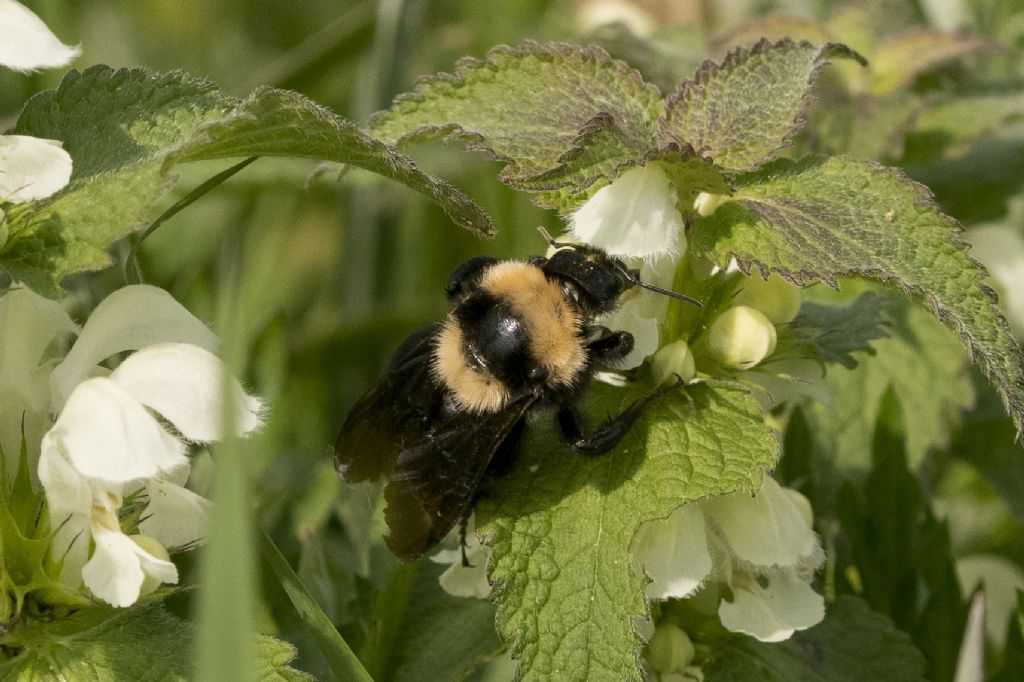 Apidae: femmina di Bombus argillaceus