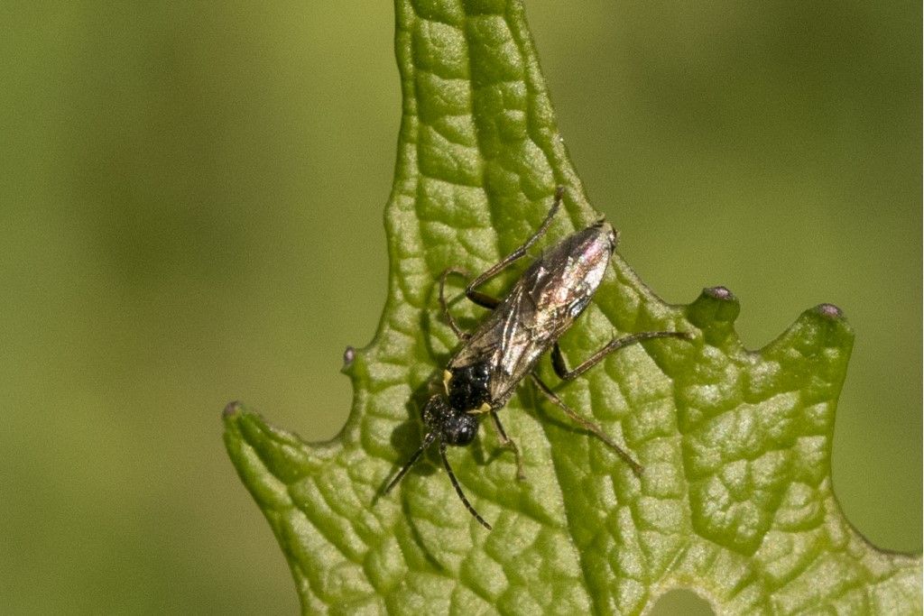 Hymenoptera da determinare: mooolto forse Aglaostigma aucupariae