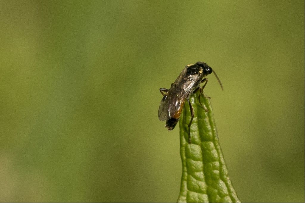 Hymenoptera da determinare: mooolto forse Aglaostigma aucupariae