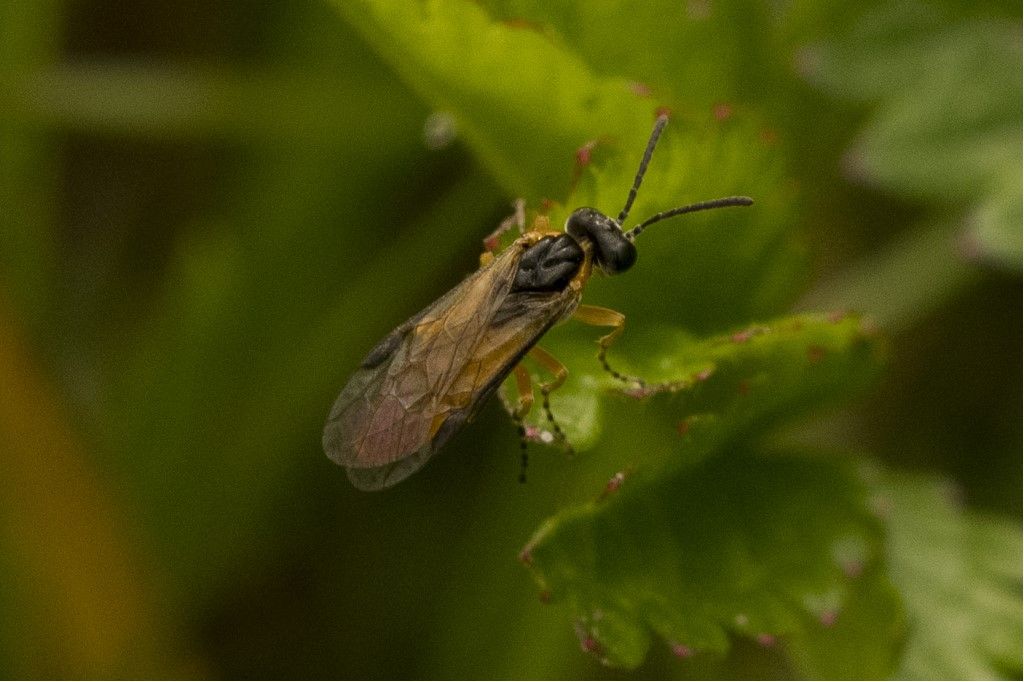 Selandria cfr. serva? no, Athalia sp.