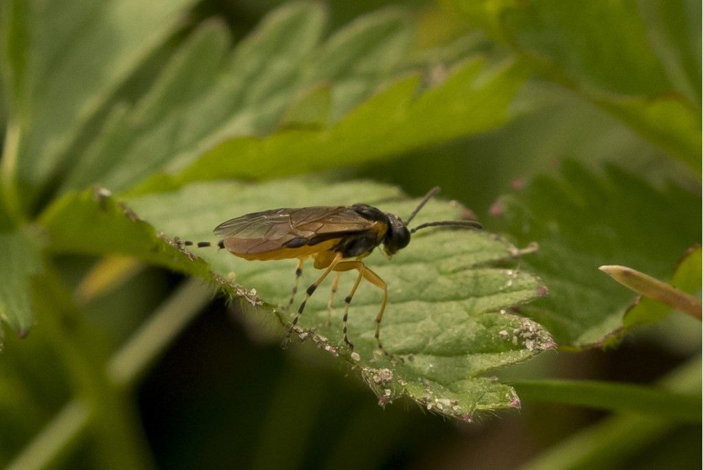 Selandria cfr. serva? no, Athalia sp.