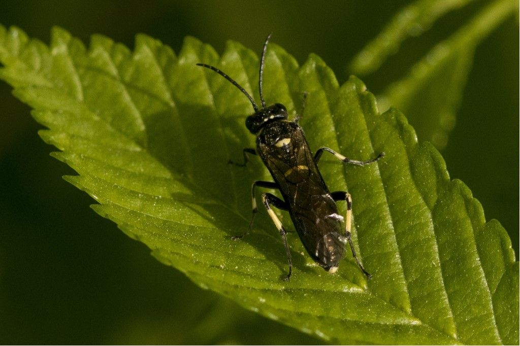 Tenthredinidae da identificare: Macrophya sp. (albicincta vs. alboannulata)