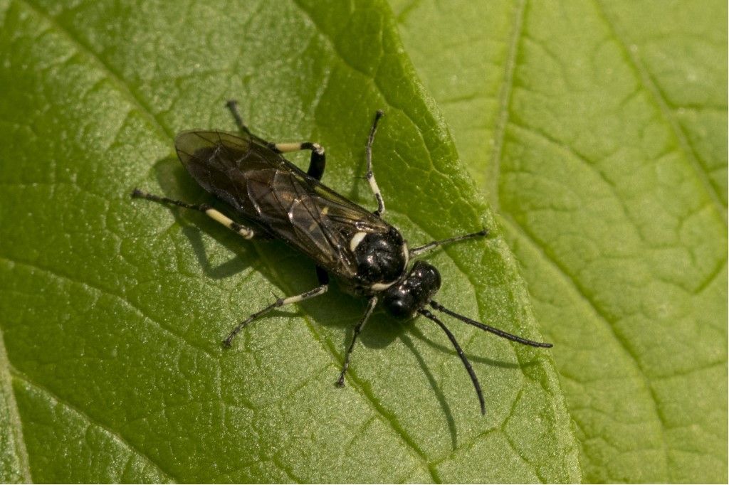 Tenthredinidae da identificare: Macrophya sp. (albicincta vs. alboannulata)