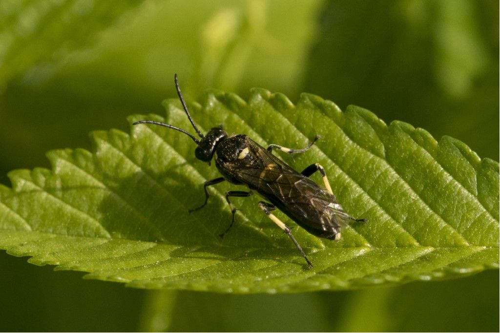 Tenthredinidae da identificare: Macrophya sp. (albicincta vs. alboannulata)