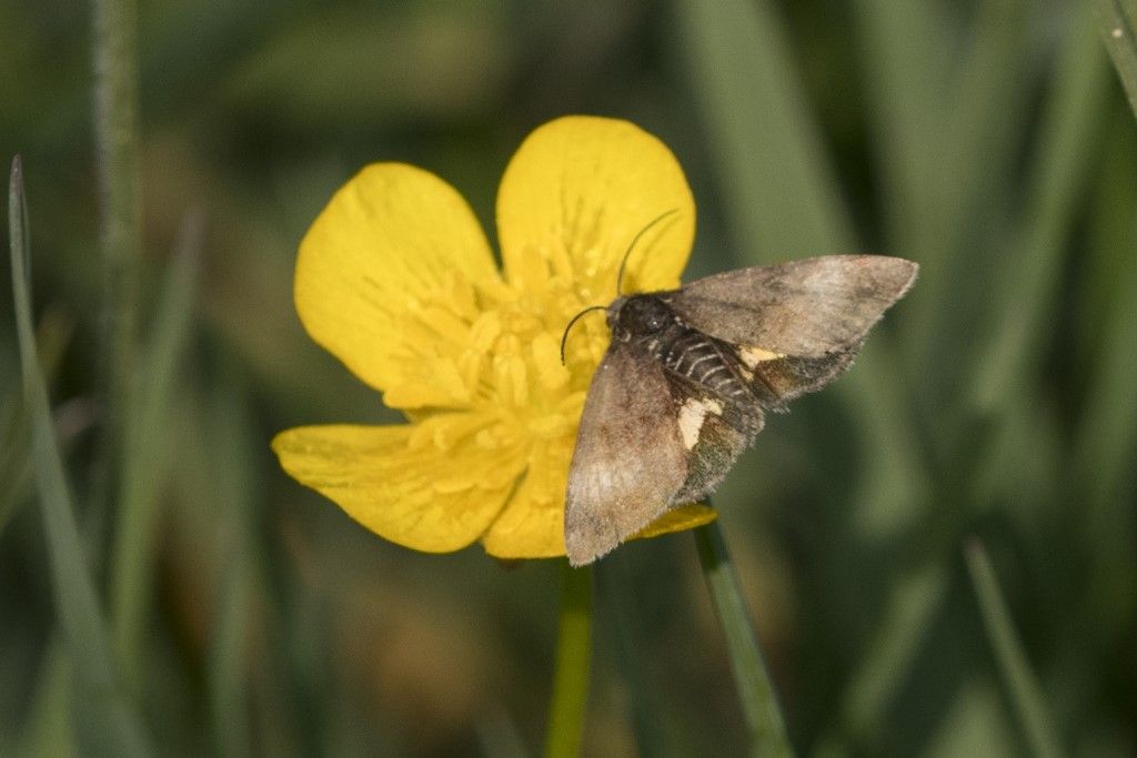 Farfallina da identificare