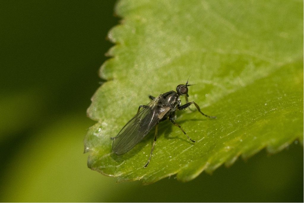 Aiuto per identificazione Diptera