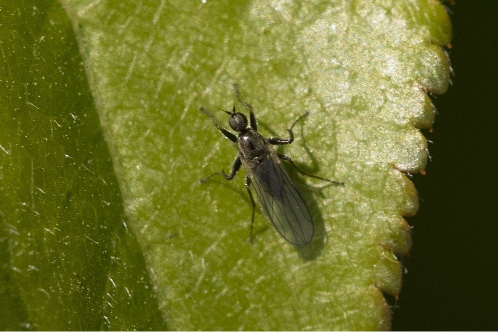 Aiuto per identificazione Diptera