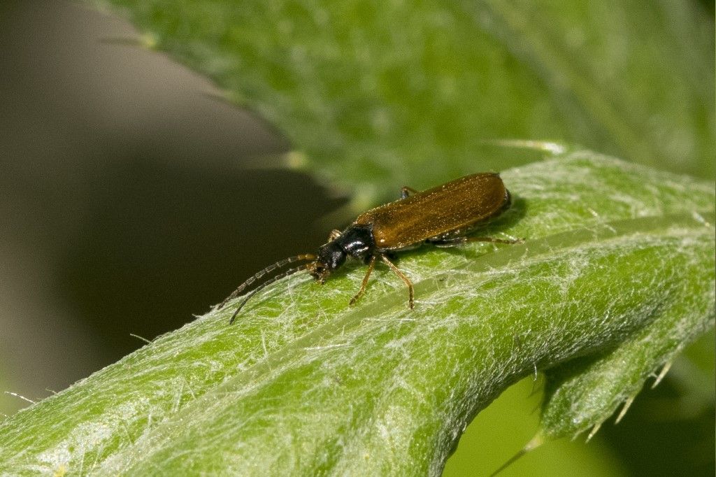 Cantharidae: Rhagonycha fuscitibia