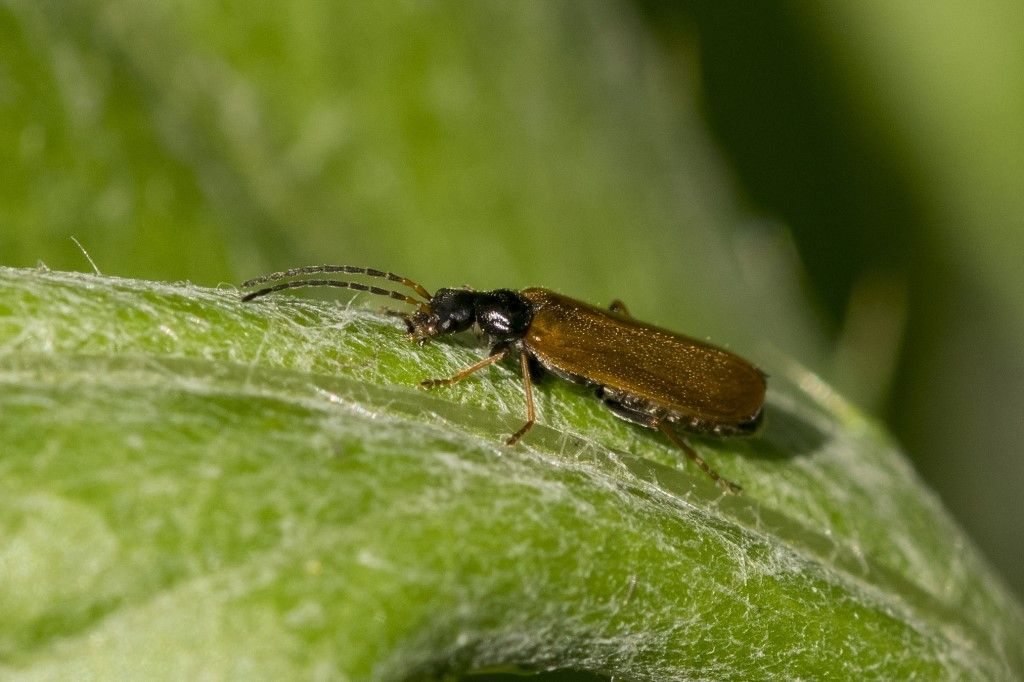 Cantharidae: Rhagonycha fuscitibia