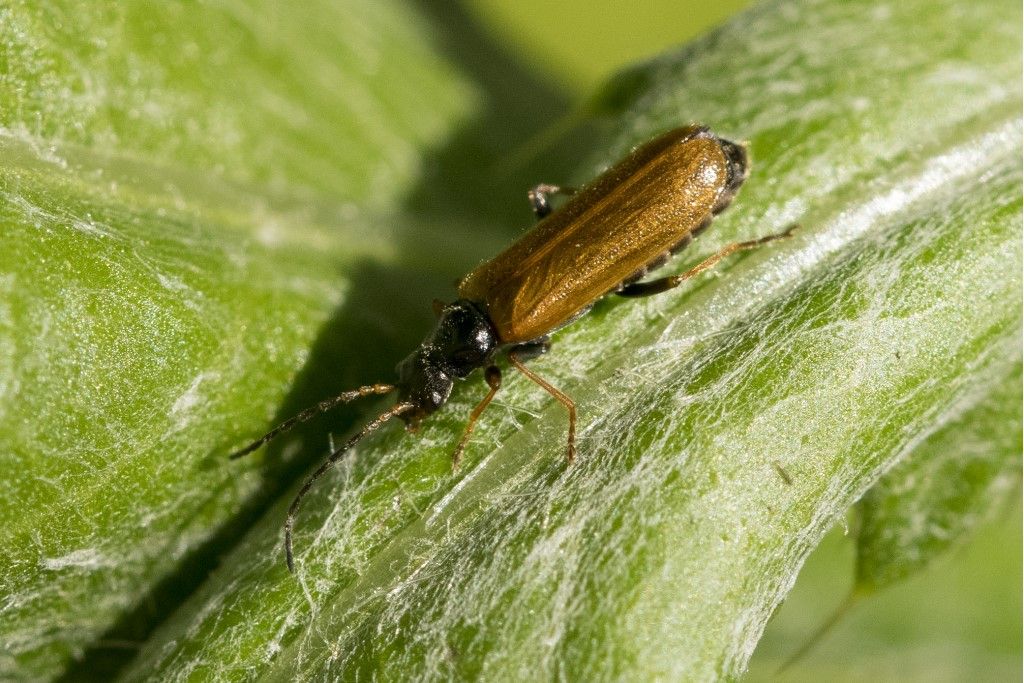 Cantharidae: Rhagonycha fuscitibia